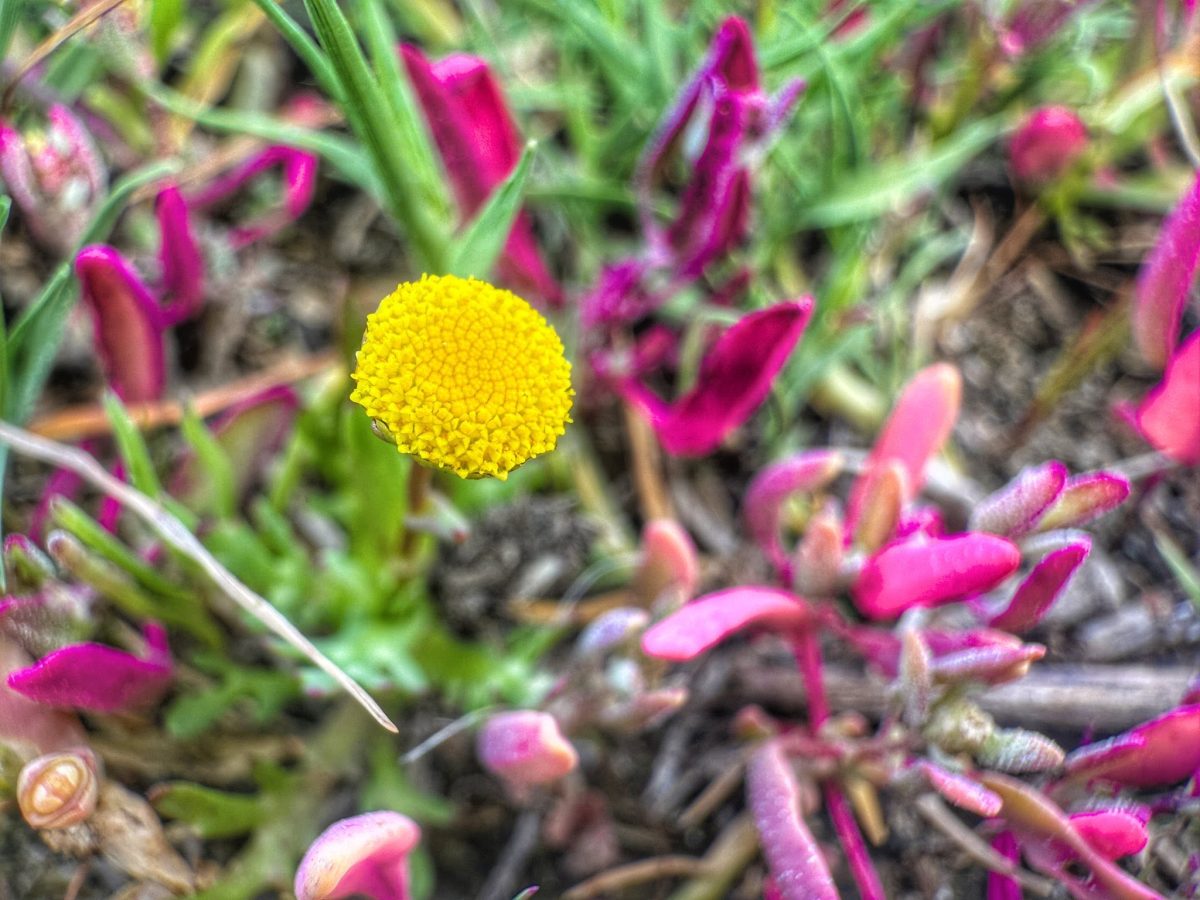 Wildflowers of the Overberg