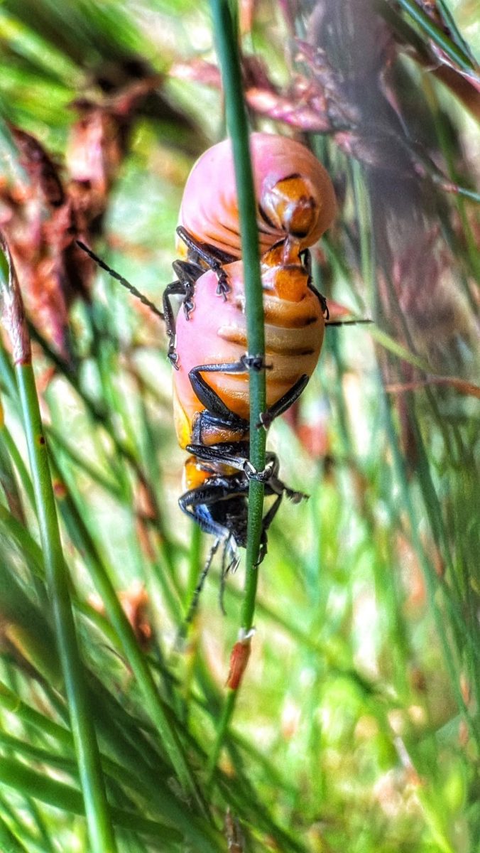 Small Insects