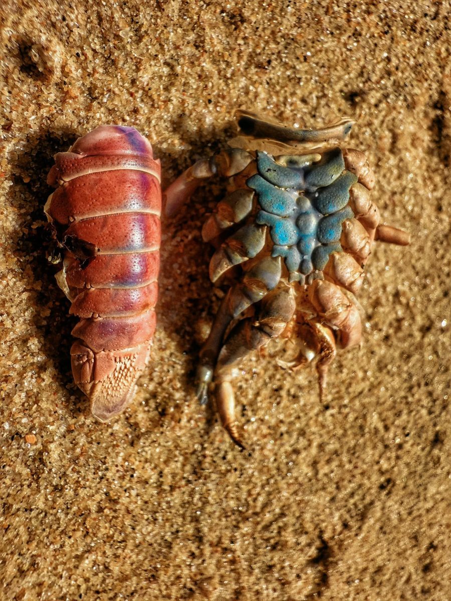 What the tide left