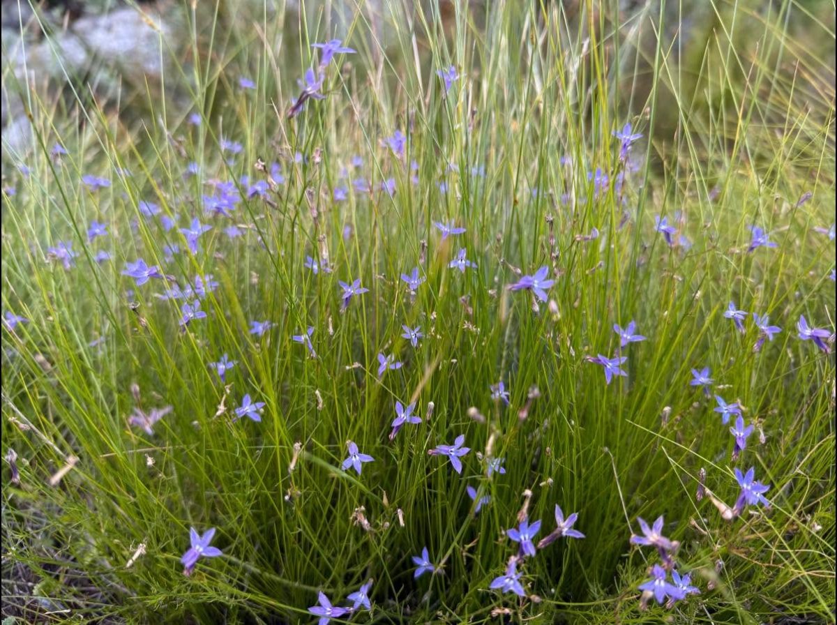 Renosterveld in Bloom