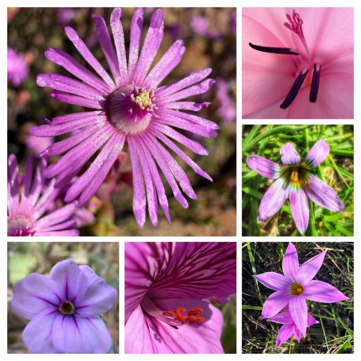 Pink, six ways