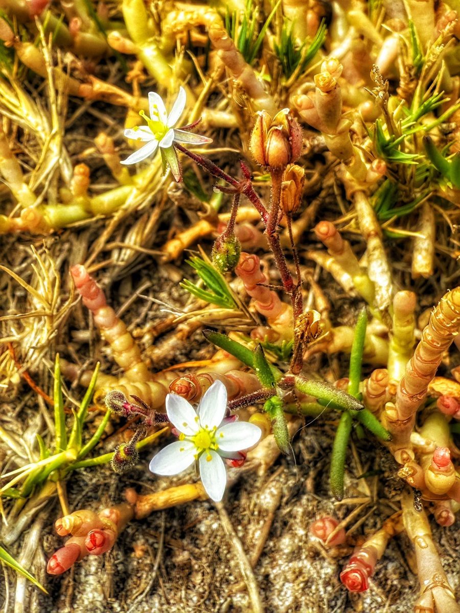 Spergularia on the salt ground