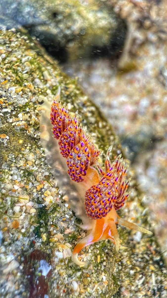 Nudibranch in the tidal pool
